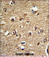 IHC-P - SIRPA Antibody (Ascites) AM1820a
